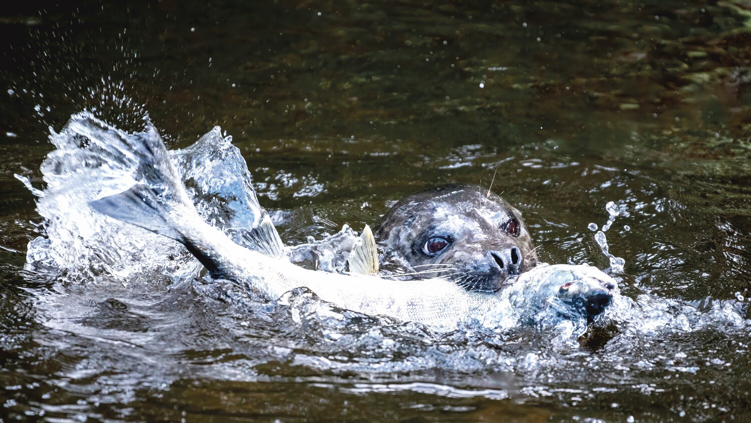 A harbor seal loves fishing near the Minter Creek Fish Hatchery.